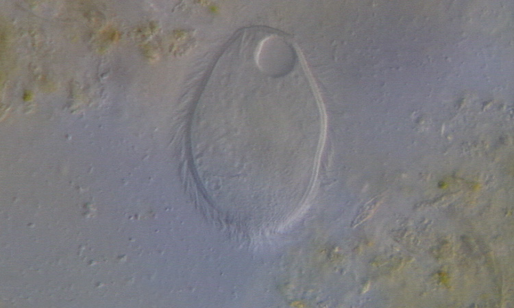 Les Protozoaires - Reproduction des Protozoaires - 2mn 15s